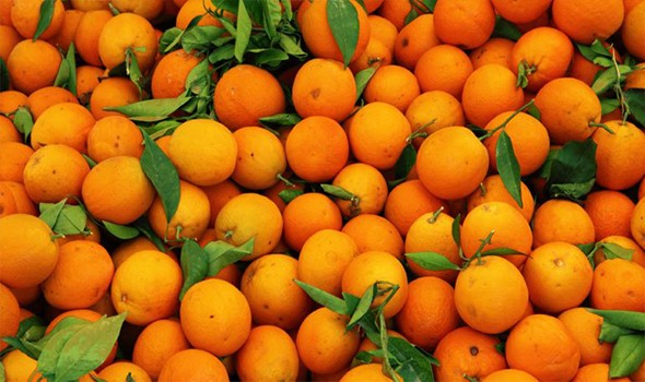 "البرتقال التونسي" زيادة في الإنتاج وصعوبات في التصدير